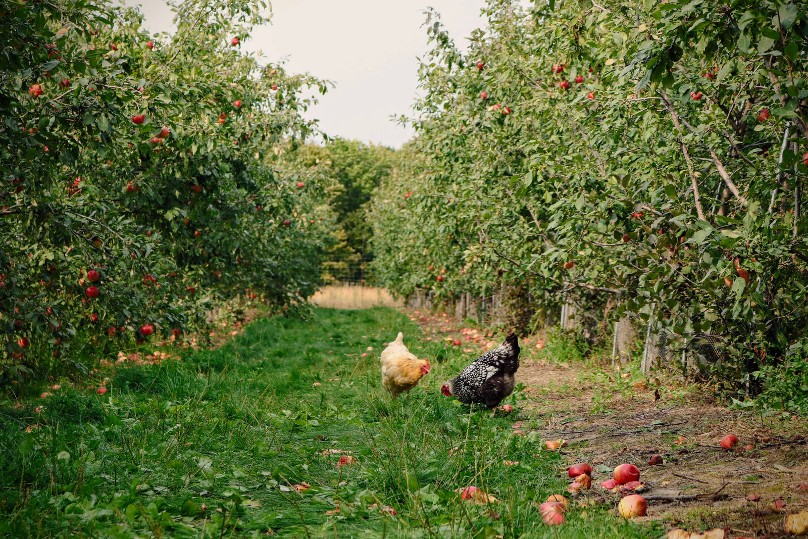 Permakultur: Apfelbäume und Hühner